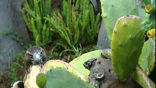 Blonde is flashing her big boobs in the outdoors