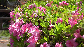 A Beautiful Wife in Luxurious Lingerie Entangled with a City-bred Divorcee