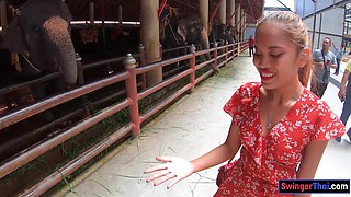 Feeding elephants and sex at home after