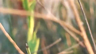Couple Caught on Camera Having Sex on the Beach