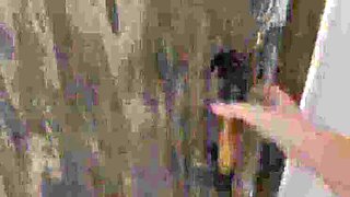 Hairy Russian MILF GinnaGg Pisses and Wipes Her Wet Pussy - Amateur Homemade Solo