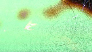 Monster Porn - The Boner Who Bones Trailer