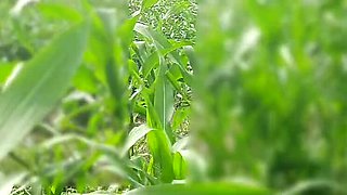 Desi Bhabhi Outdoor Fuck with Devar in Jungle - Sukunmi & Dewaif Public Sex