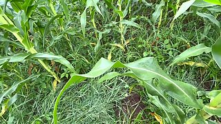 The Stepbrother-in-law Went To The Field With The Stepsister-in-law And Showed Her Tight