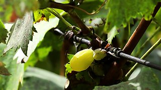 Cute Asian girl passion posing action