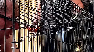 Caged - The chronicles of a life at her feet