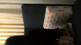 Cute amateur Asian web cam girl teases her great body