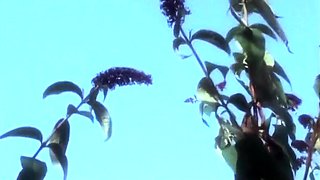 Amateur outdoor fuck from dawn to dusk