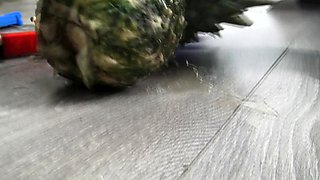 redhead bimbo teen crush cake and pee on it